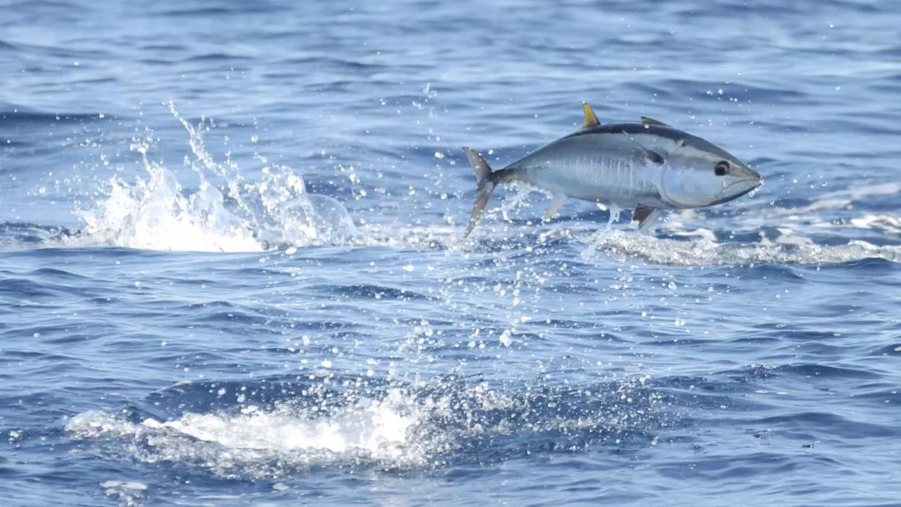 Wwf: «A luglio esaurito il pesce del Mediterraneo per il 2024. Da oggi iniziano le importazioni»