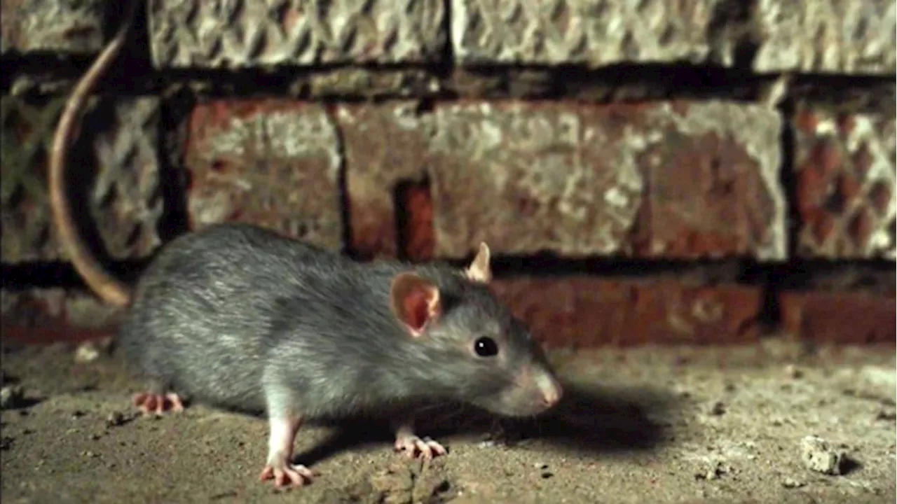 Rat infestations up in Toronto due to construction