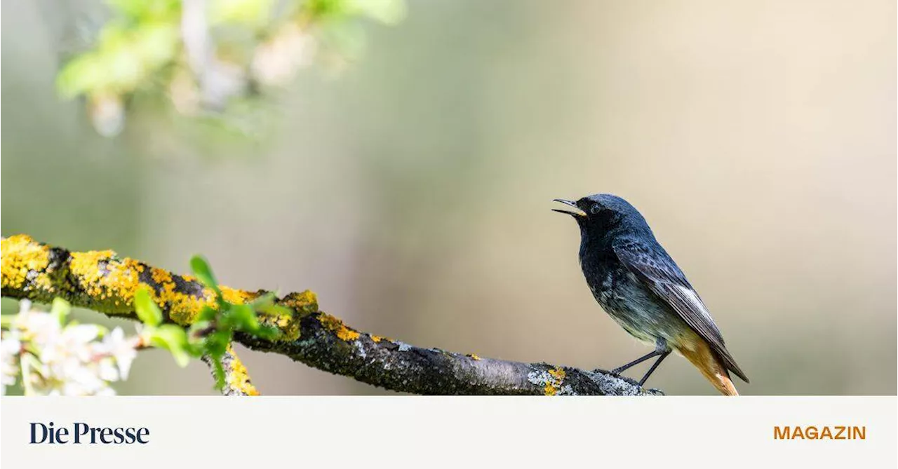 Audiogeräte speichern die Vogelstimmen in Obstgärten