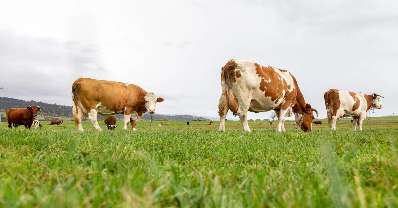 Kühe verletzen Landwirt in Salzburg schwer