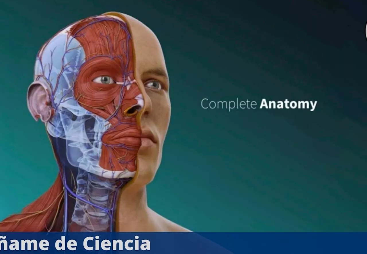 Prestigiosa universidad ofrece curso virtual de ANATOMÍA 100% GRATUITO (nivel principiante)