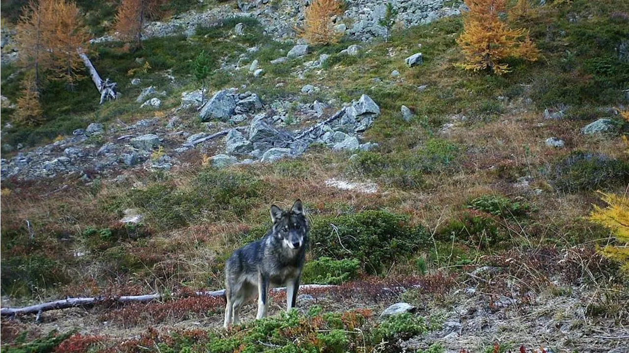 Wolf schlägt erneut in Trogen zu – Schaf verendet nach Angriff