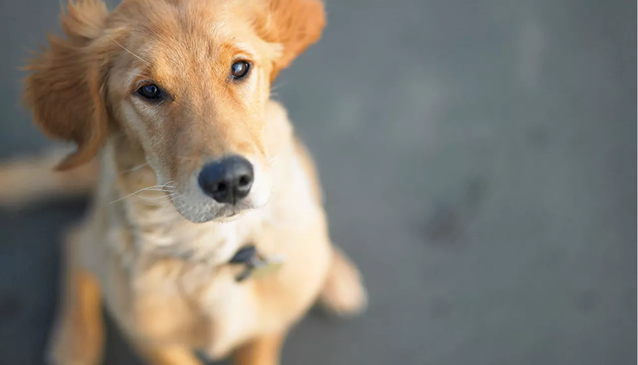 Puppy love: Canine weddings on the rise in China