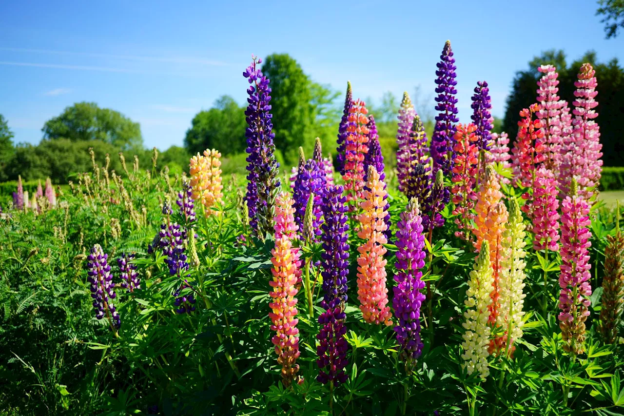 Laut Natur-Experten: Diese 3 Pflanzen zerstören deinen Garten (Kirschlorbeer ist dabei)