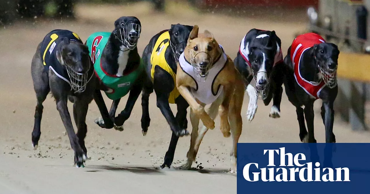 NSW greyhound racing board could be sacked after minister issues ‘show cause’ notice