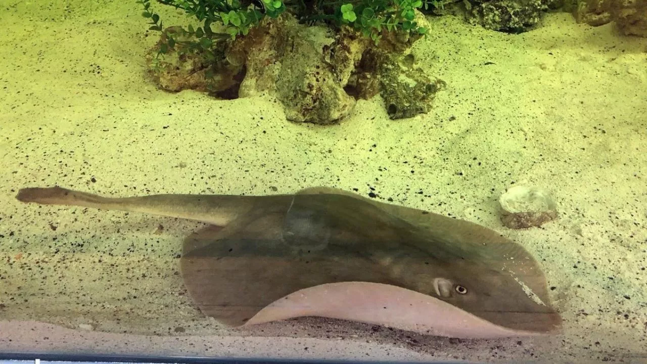 Fallece Charlotte, la famosa mantarraya que pudo embarazarse sola