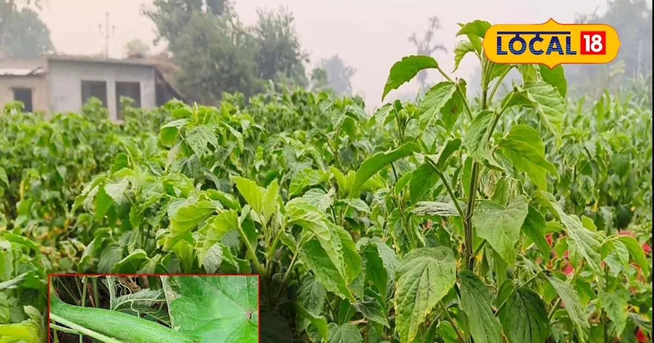 मिल गया दोगुना कमाई का तरीका!...इस तकनीक से करें इन फसलों की खेती, बंपर इनकम की गारंटी