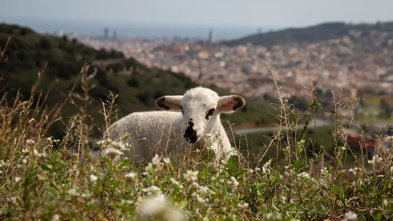 Cataluña vacuna contra la lengua azul: 19 explotaciones ganaderas afectadas