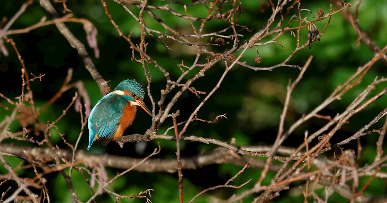 This is Your River: A film underlining importance of the Dodder in the heart of Dublin