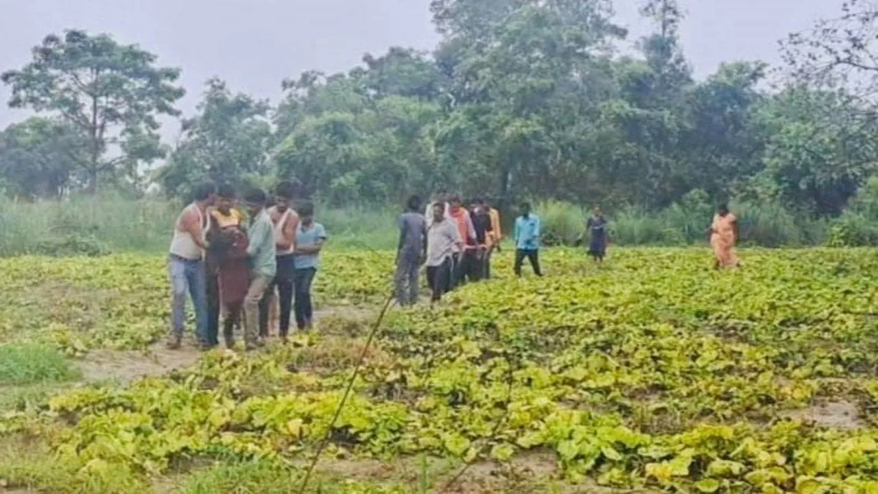 UP News: सिद्धार्थनगर में मवेशी के लिए घास काटने गई महिला को कुत्तों ने नोचा, इलाज के दौरान तोड़ा दम