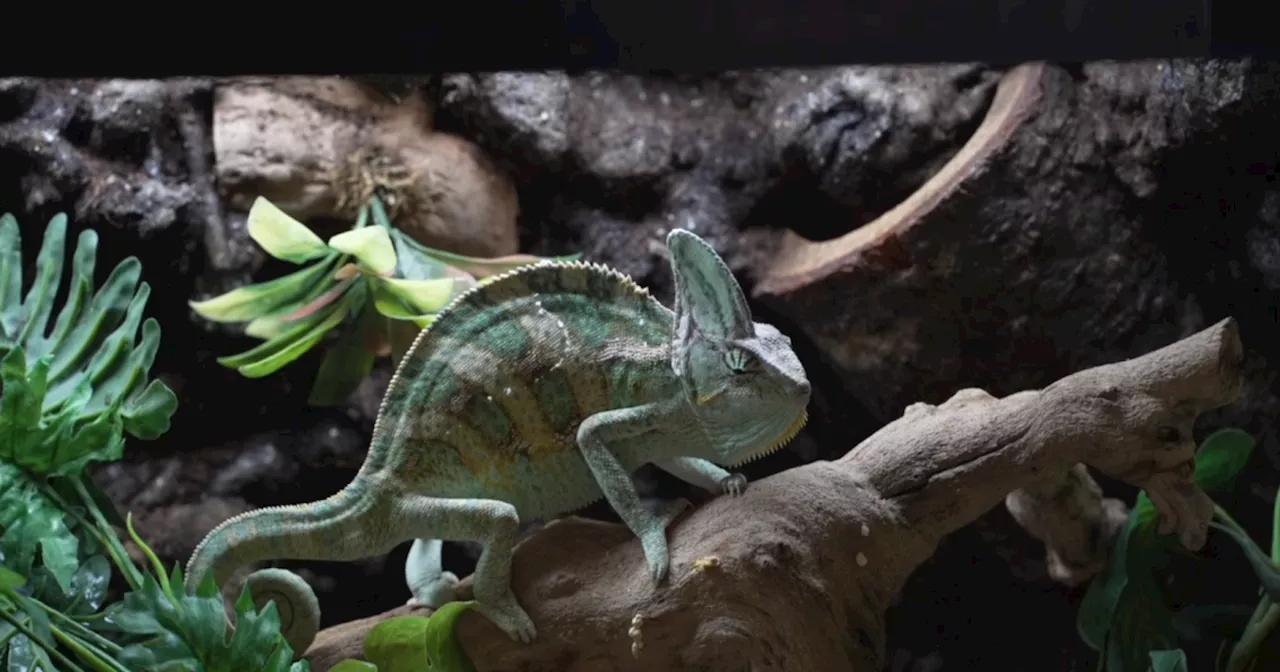 Eastside woman operates Tucson's only nonprofit reptile rescue from her own home