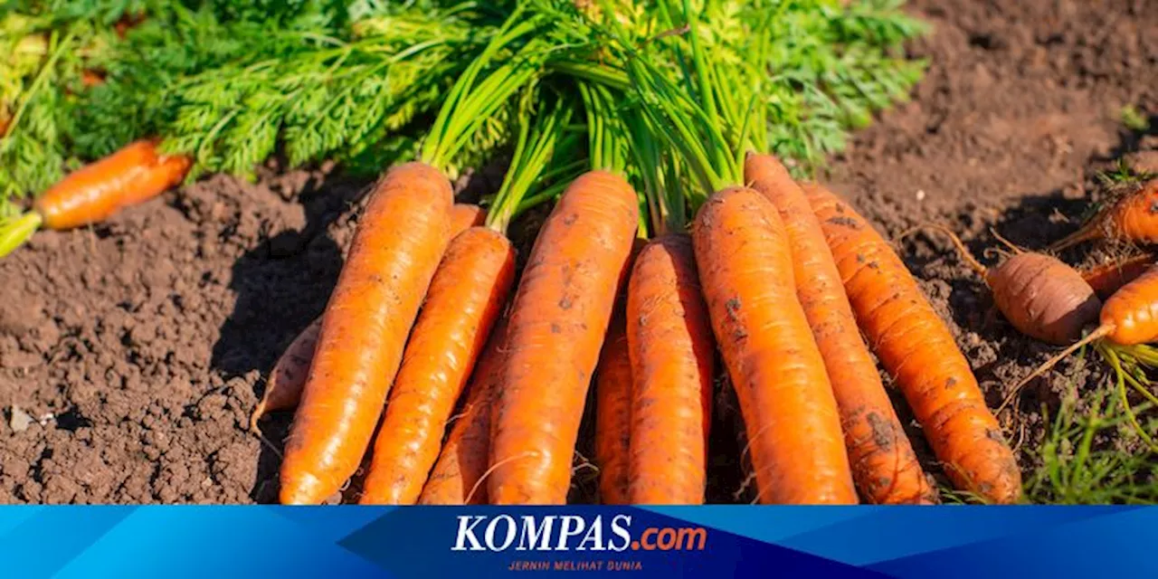 4 Tanaman Sayur yang Cocok Ditanam pada Juli