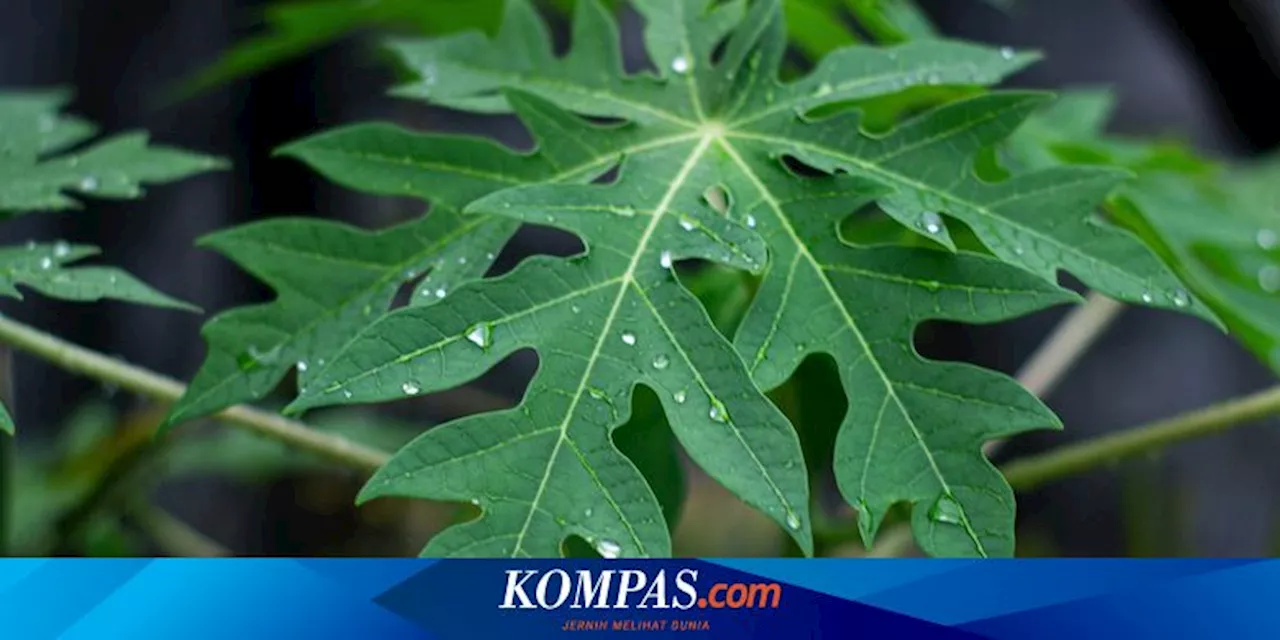 Jangan Dibuang, Ini Manfaat Daun Pepaya untuk Kesehatan