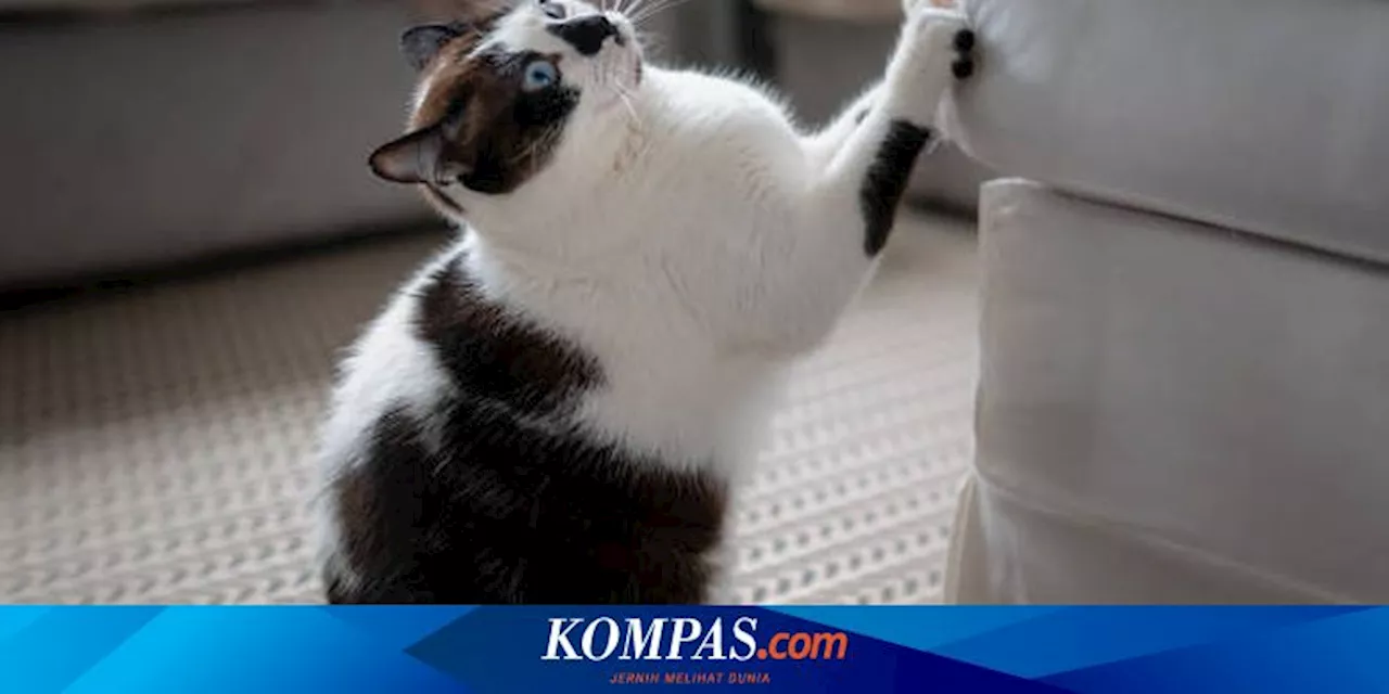 Kenapa Ada Kucing yang Lebih Sering Menggaruk?