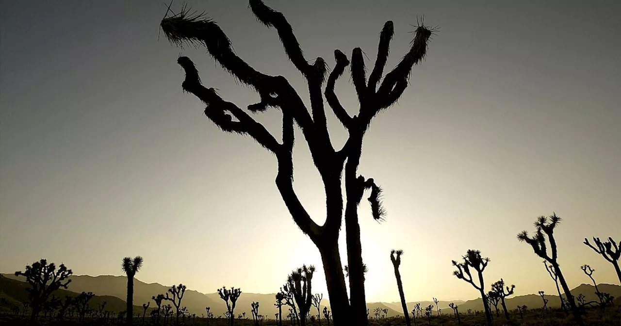 Joshua Tree closes some trails for the July 4th holiday due to heat