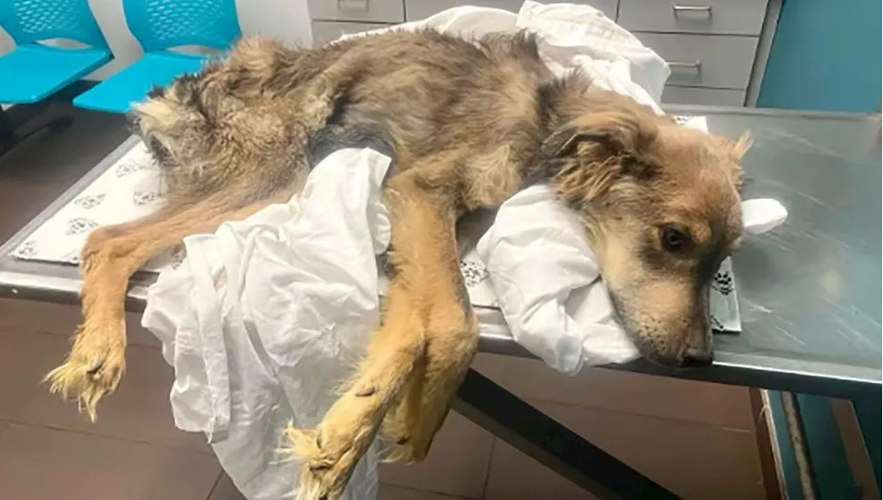 Quando lo hanno trovato sembrava già morto, la trasformazione del cane Sugar Snap vi emozionerà