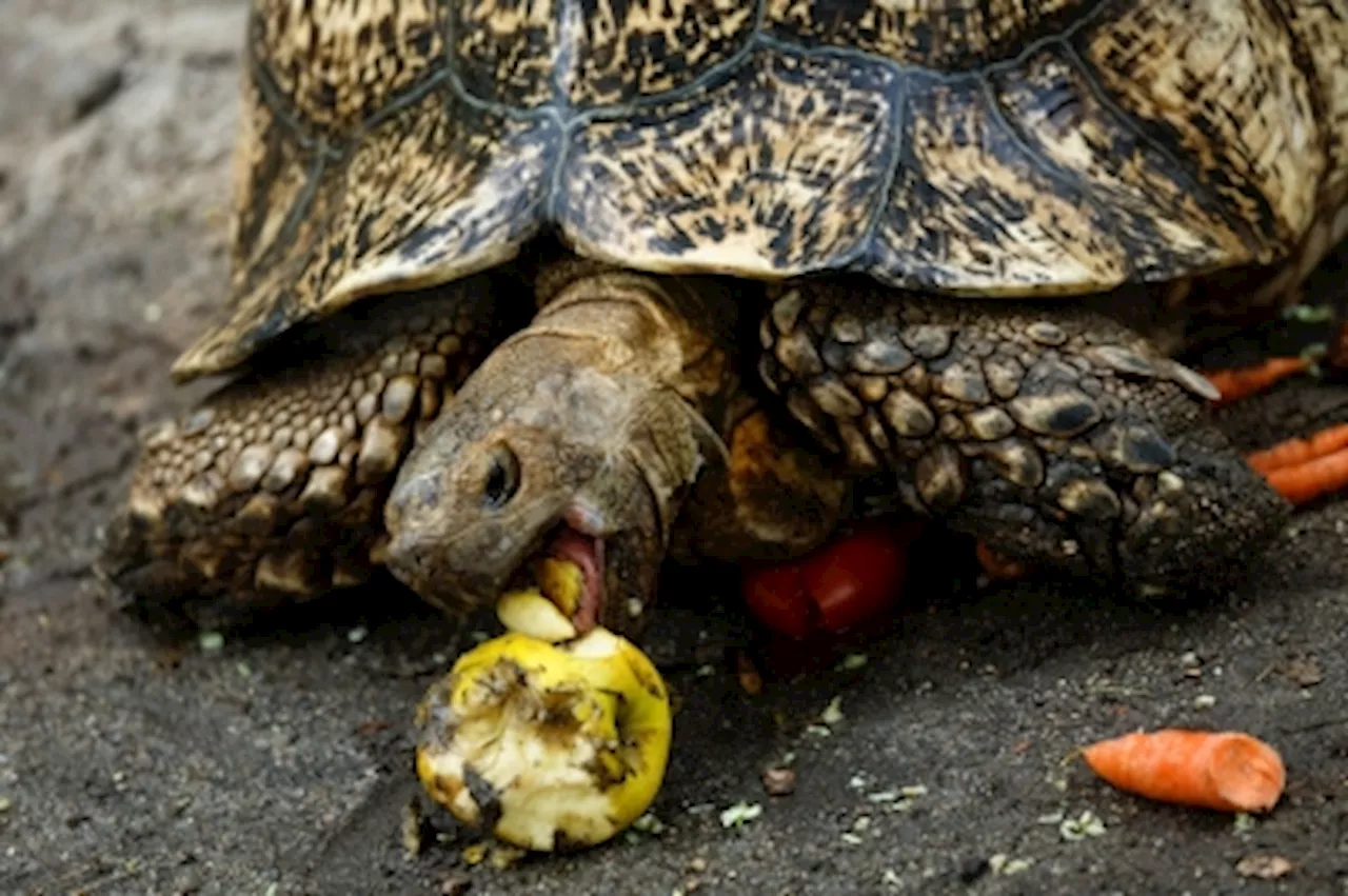 Malaysia rescues hundreds of smuggled tortoises worth RM3.8m from ‘Ninja Turtle Gang’ crime ring