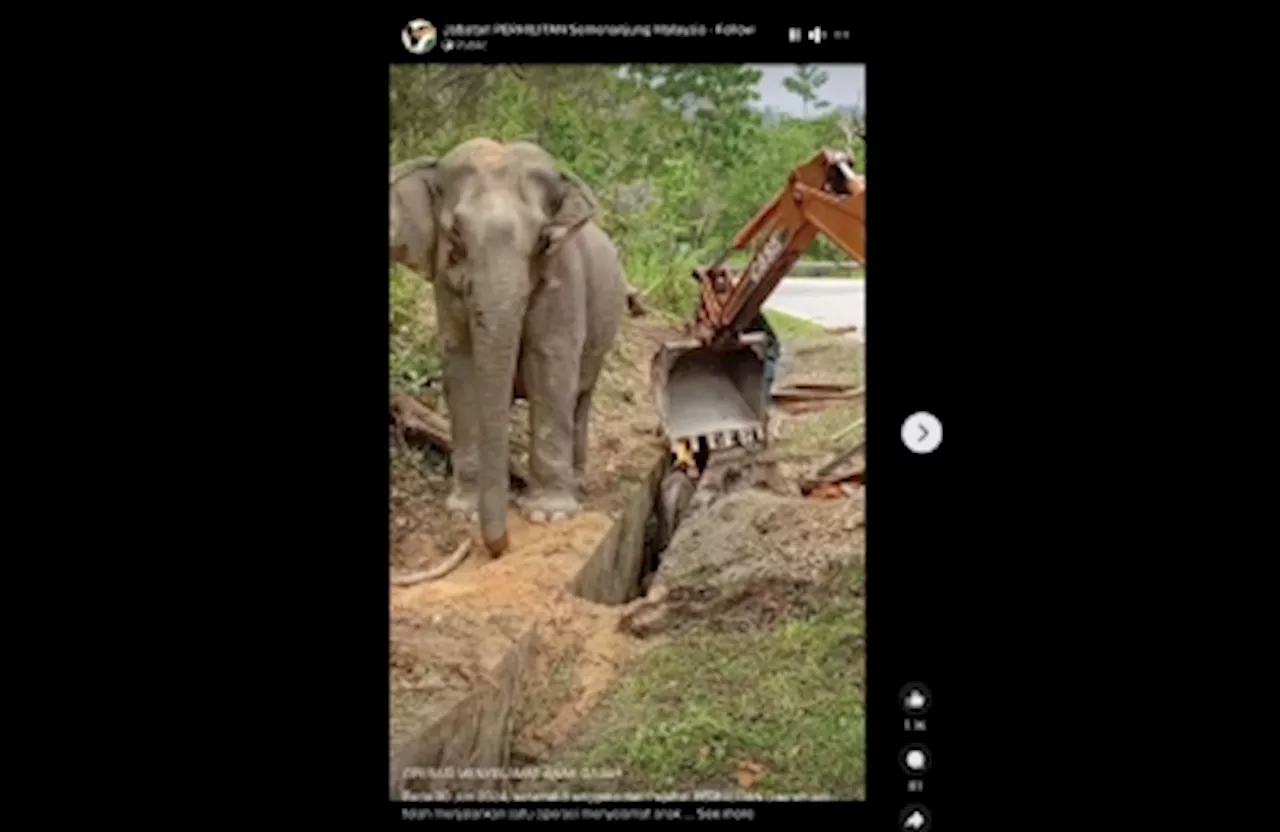 Perhilitan comes to the rescue of trapped baby elephant calf, winning kudos from Malaysians and the grateful calf’s mother (VIDEO)