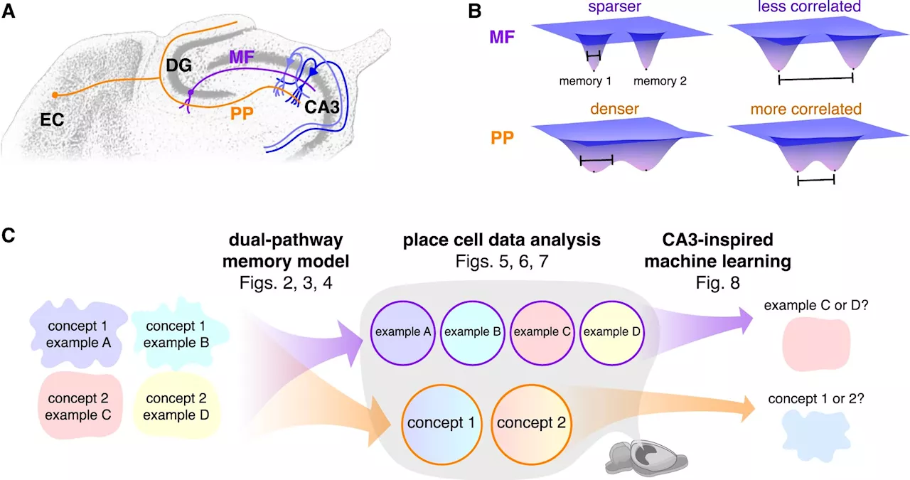 Hippocampus uses dual pathways for memory storage