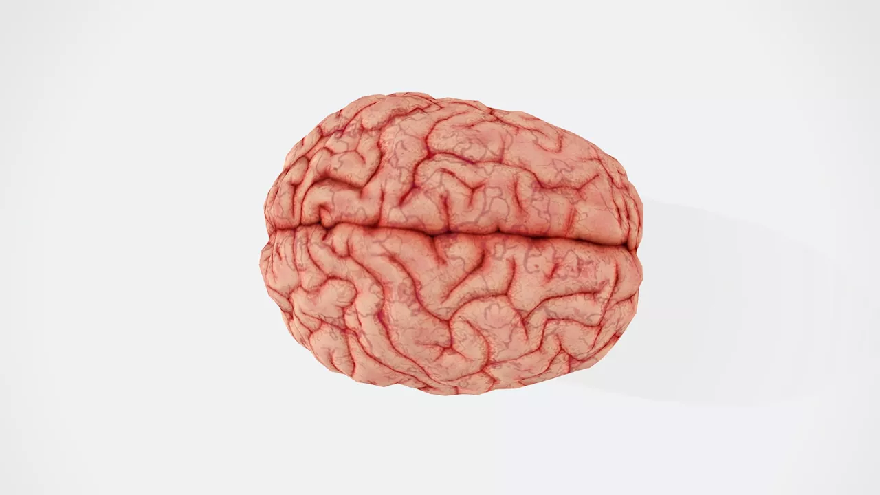 How our blood-brain barrier stops bugs and toxins getting to our brain