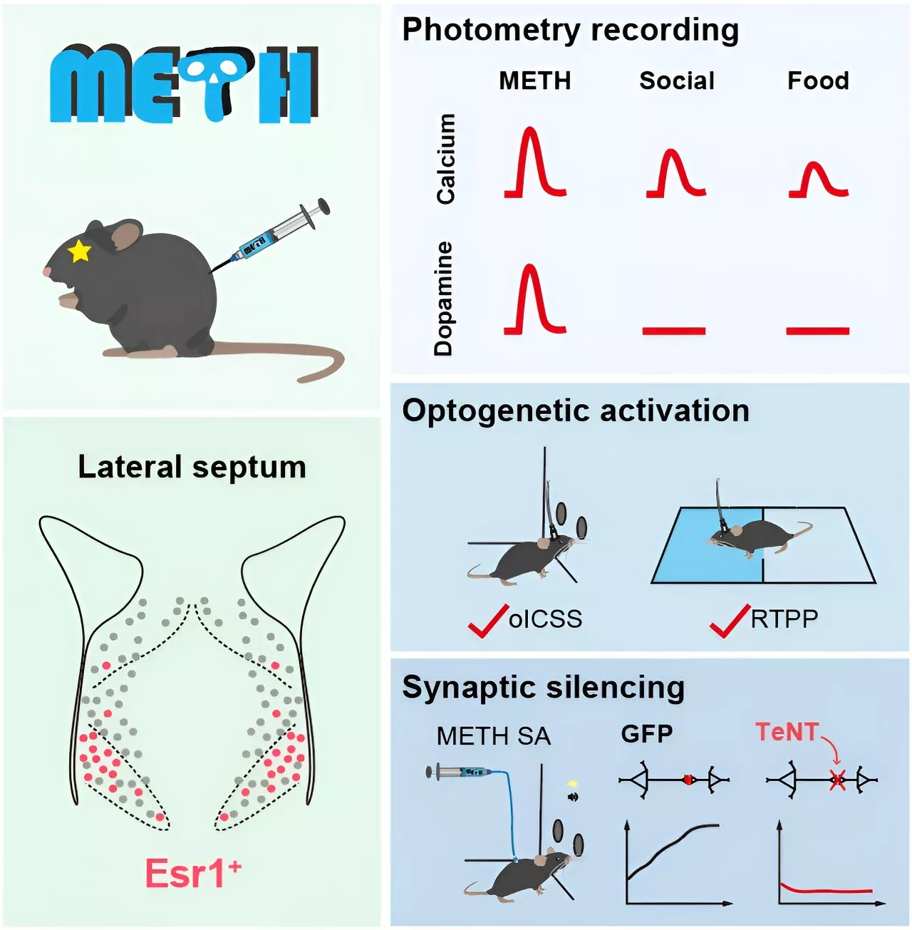 Researchers unveils a critical role of the lateral septum in drug addiction