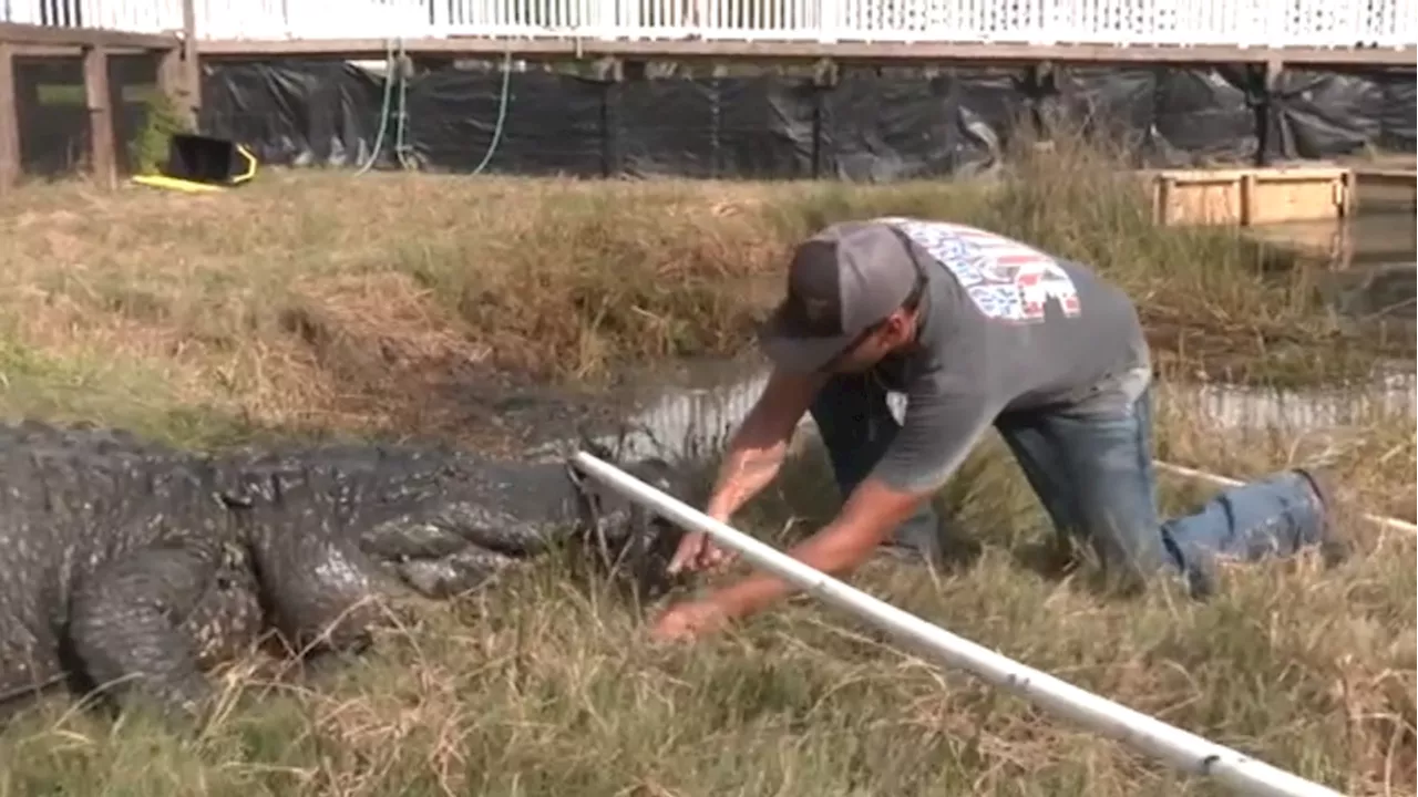 Texas sanctuary relocates gators ahead of potential storm surge at South Padre