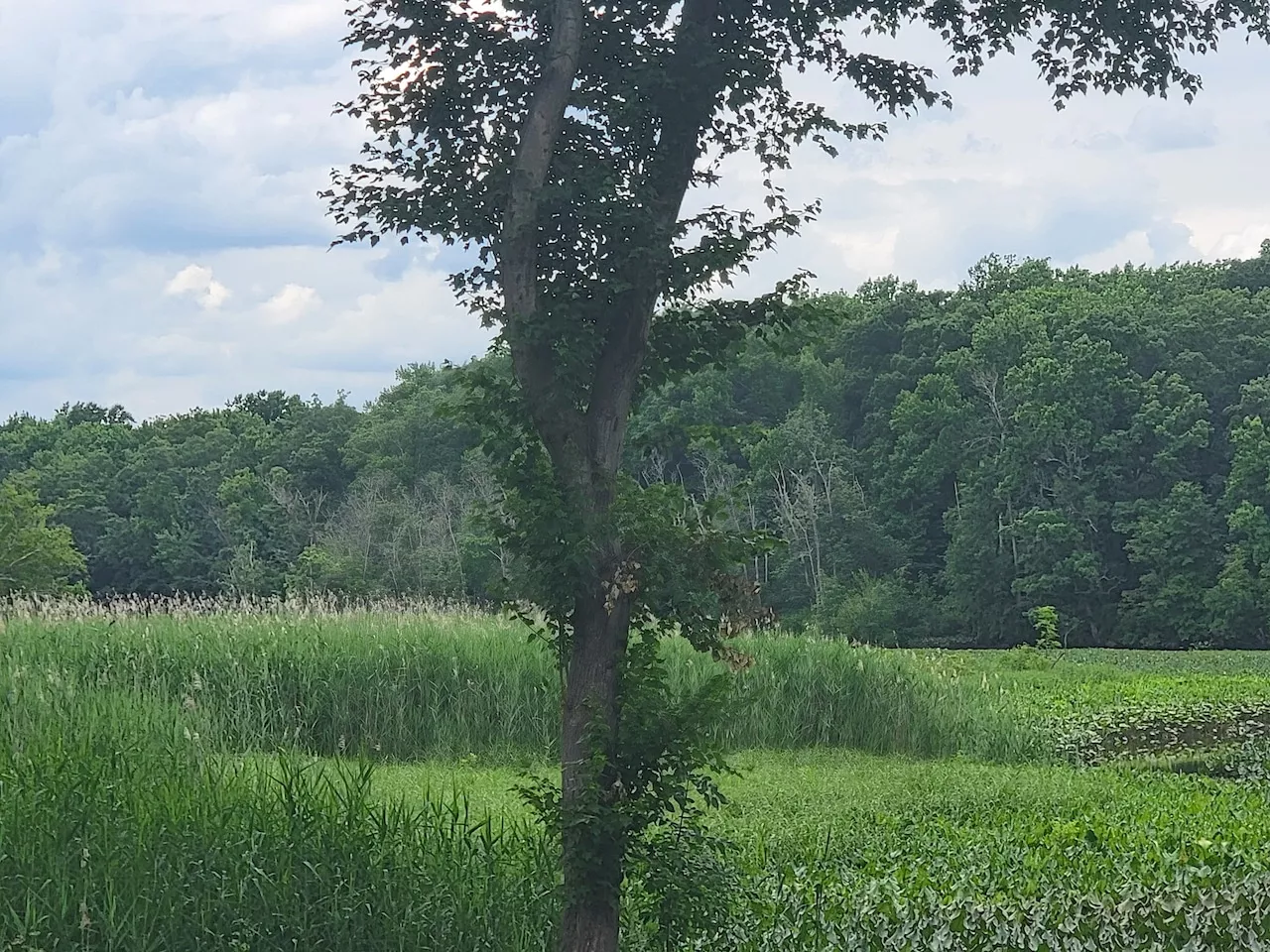 Residents in historic N.J. town start petition to save forest from housing development