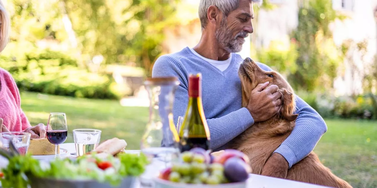 Mangos f&uuml;r Hunde: D&uuml;rfen Hunde Mango essen?