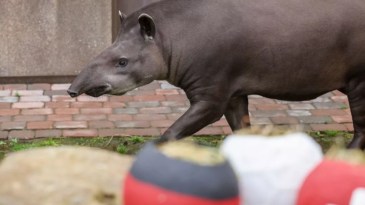 Nordrhein-Westfalen: Tapir-Orakel Theo tippt auf Spanien