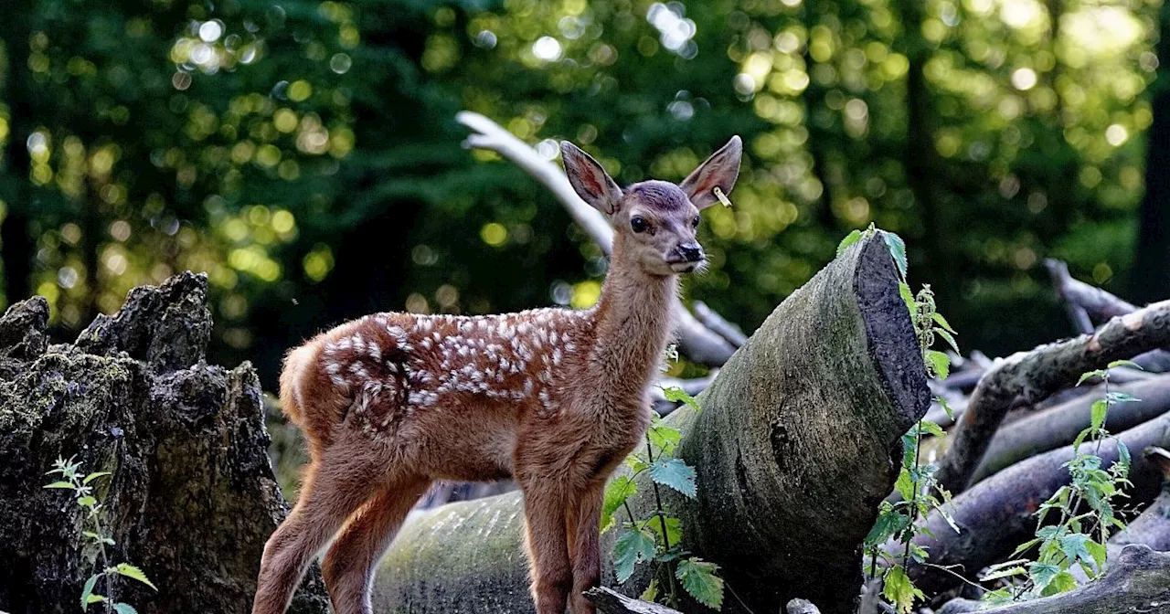 Bielefelder Tierpark Olderdissen: Hübscher Nachwuchs verzaubert die Besucher