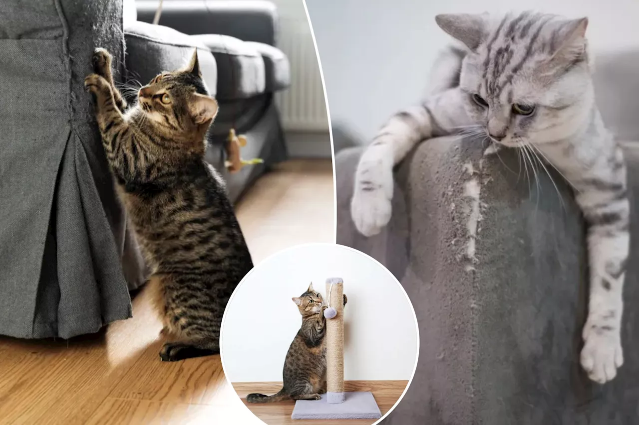 Is your cat destroying your furniture? Here's why they do it — and how to stop 'aggressive' scratching behavior: experts