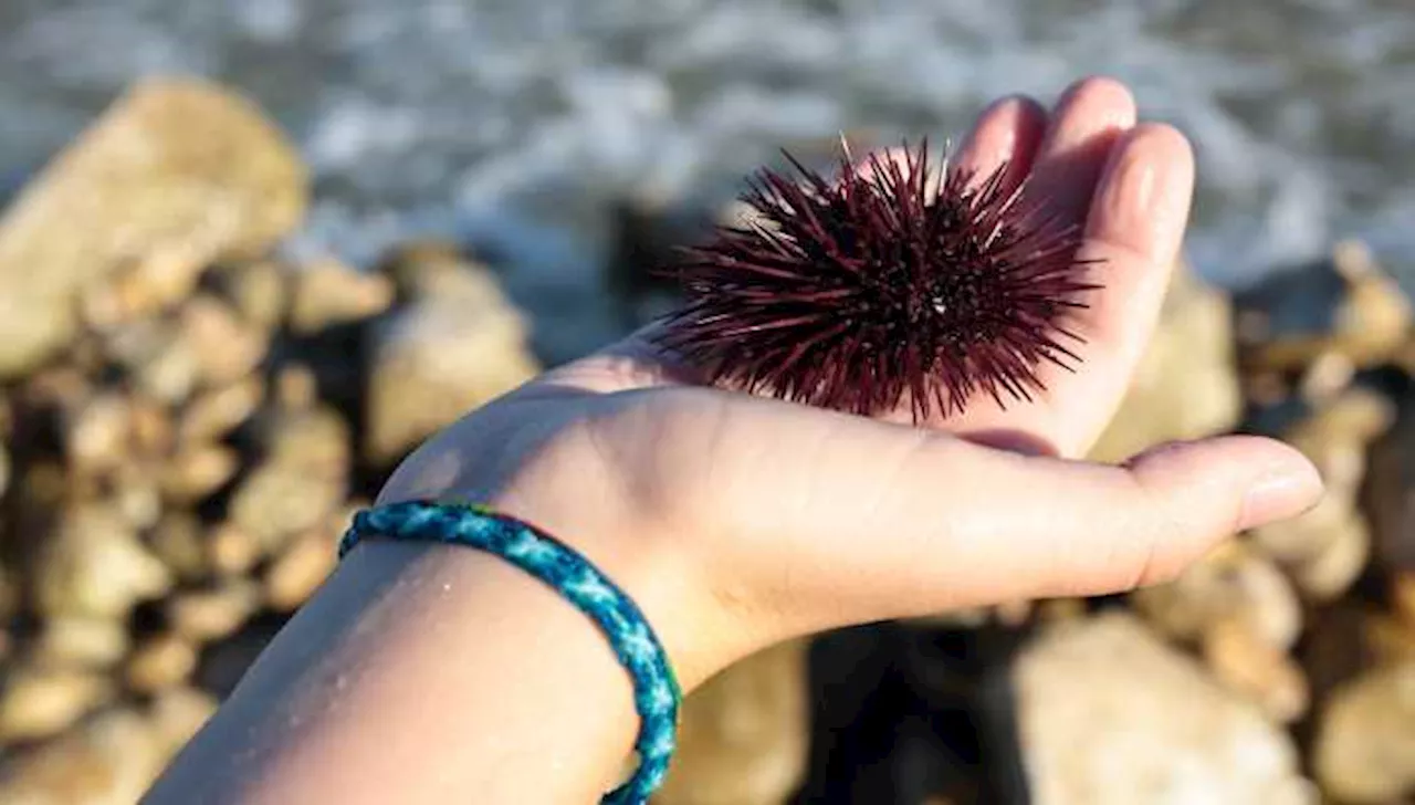 Puntura di riccio di mare: cosa fare e cosa non fare