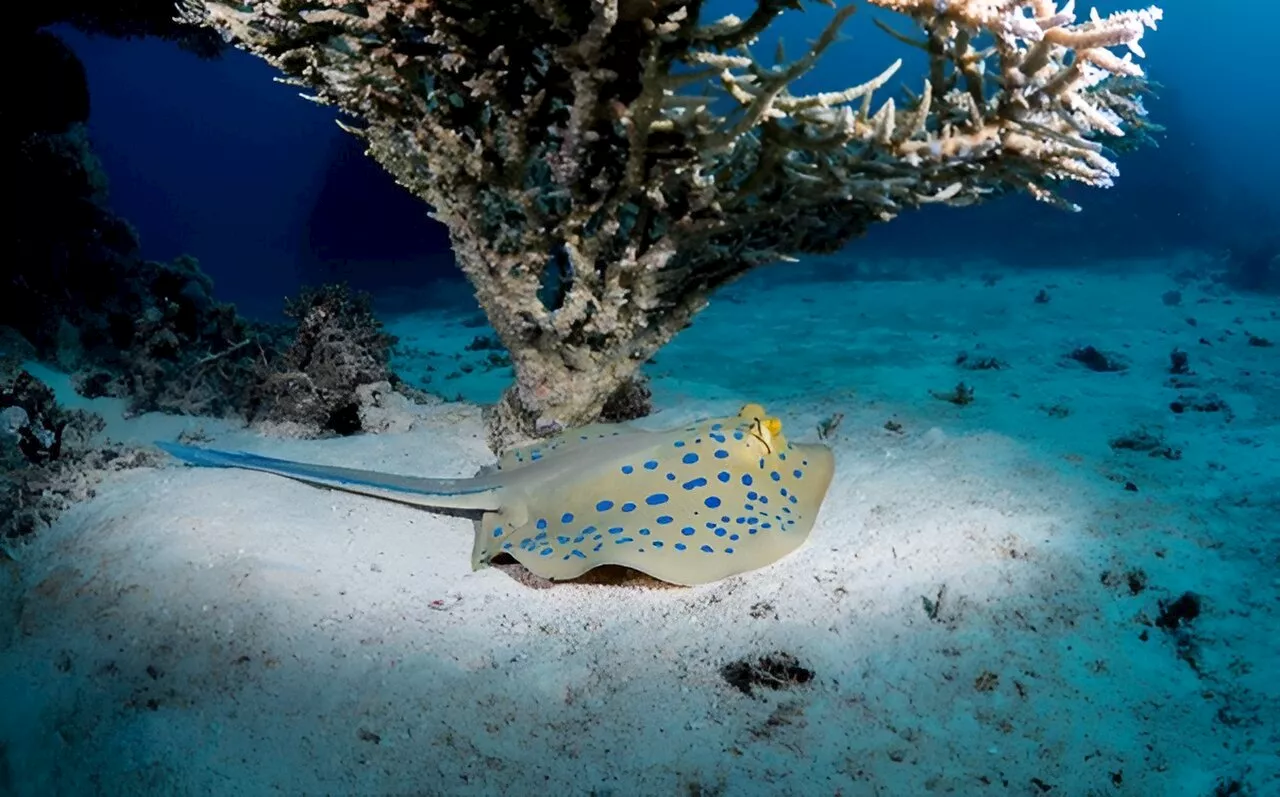 A new blue: Mysterious origin of the ribbontail ray's electric blue spots revealed