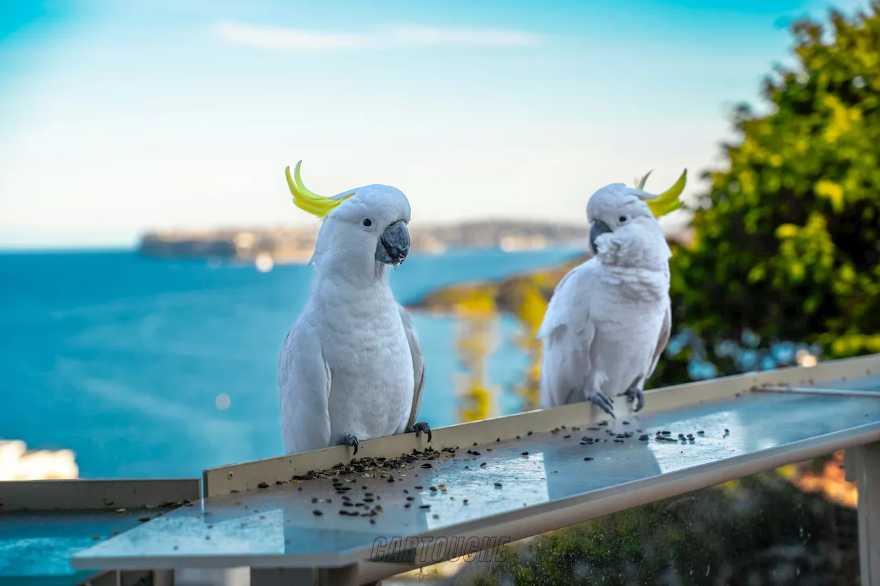 Cuántos años viven los loros