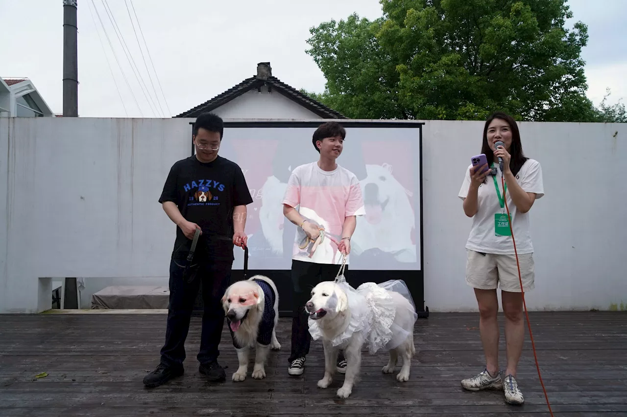 Puppy love: Canine weddings on the rise in China