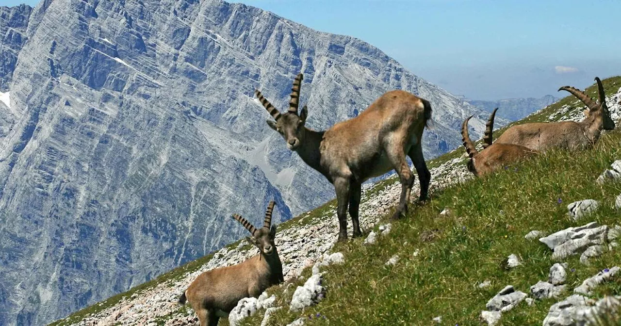 Diese Wildtiere gibt es in Deutschland