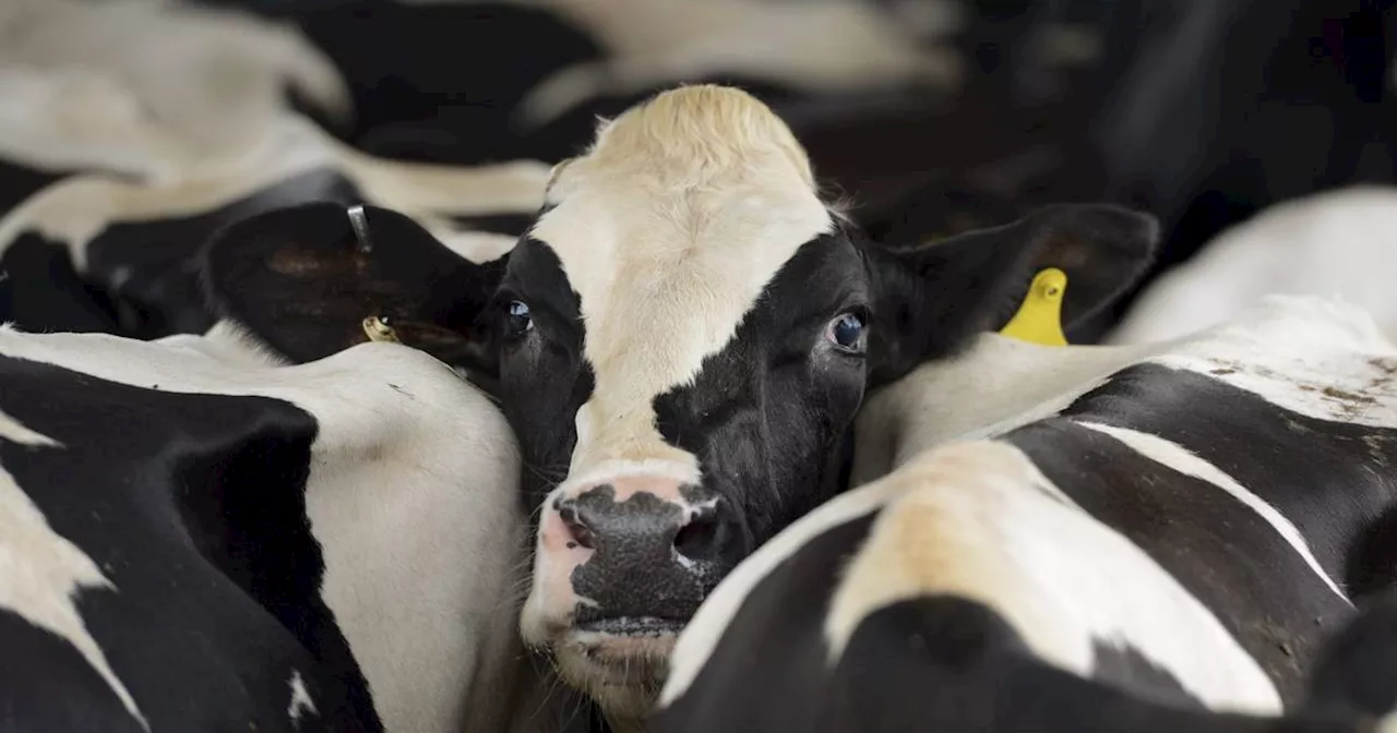 Vogelgrippe: Gesundheitspolitiker mahnen gute Vorbereitung in Deutschland an ​