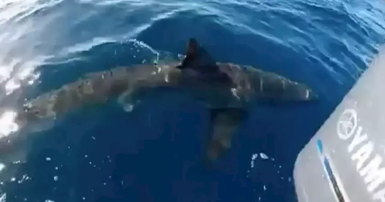 ‘Great white shark’ filmed approaching boat off Galway coast