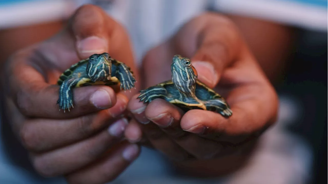 Des centaines de tortues sauvées des griffes d'un 'gang des tortues Ninja' en Malaisie