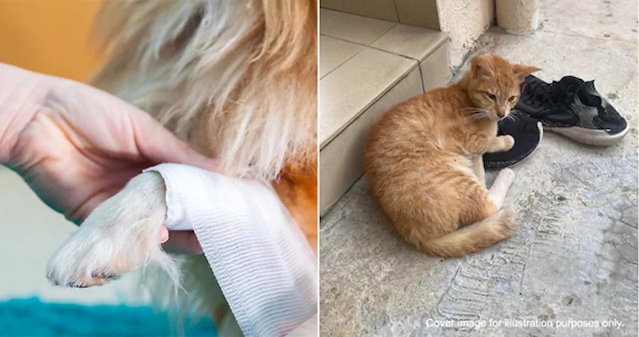 What To Do If You Find An Injured Animal Or Animal In Distress In Malaysia