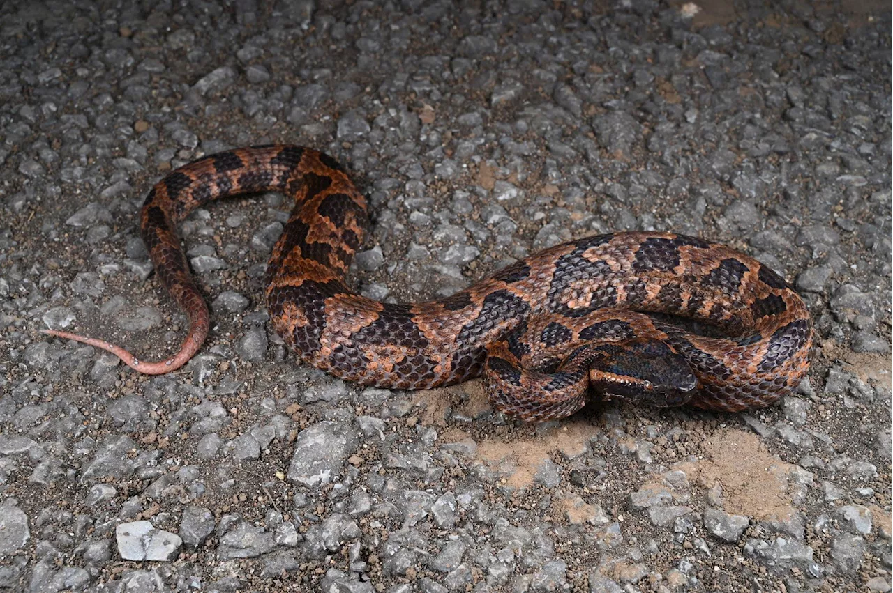 Unusual New Species of Venomous Viper Discovered in China