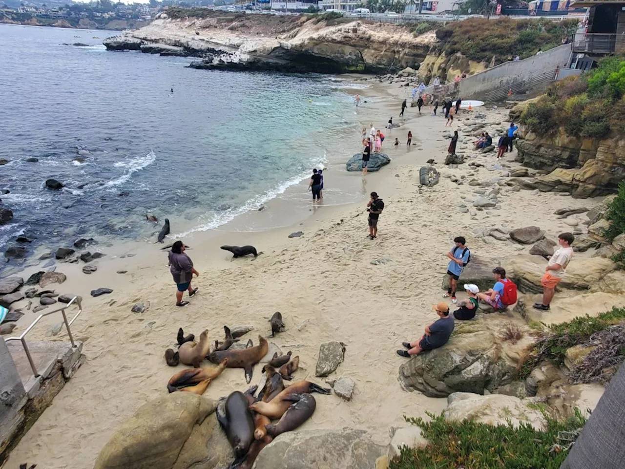 People and sea lions become an issue again in La Jolla, now at The Cove