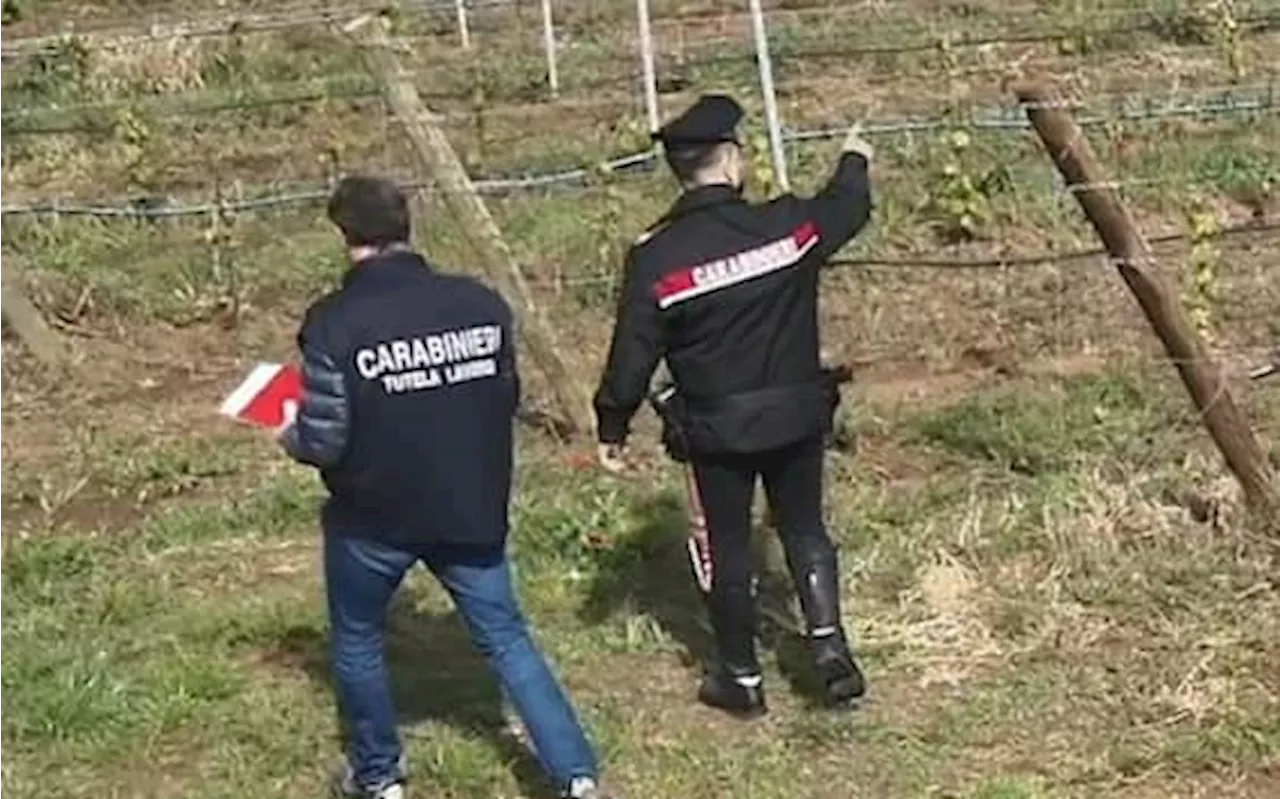 Agricoltura, controlli contro caporalato da parte dei Carabinieri: centinaia in nero