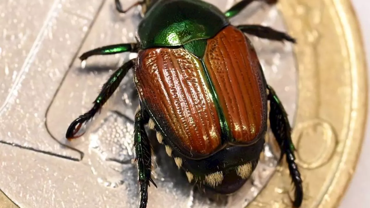 Invasive Arten: Japankäfer in Basel gefunden – Südwesten handelt