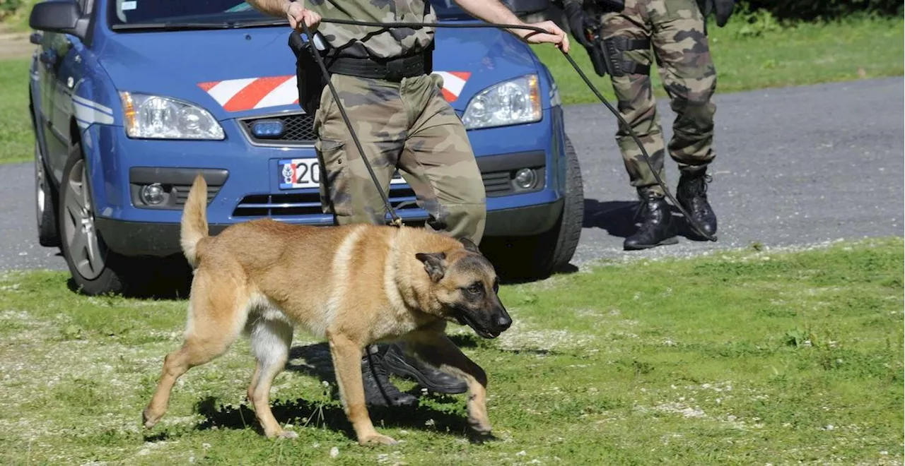 En pleine rupture amoureuse, un Périgourdin s’automutile et s’enfuit dans la forêt