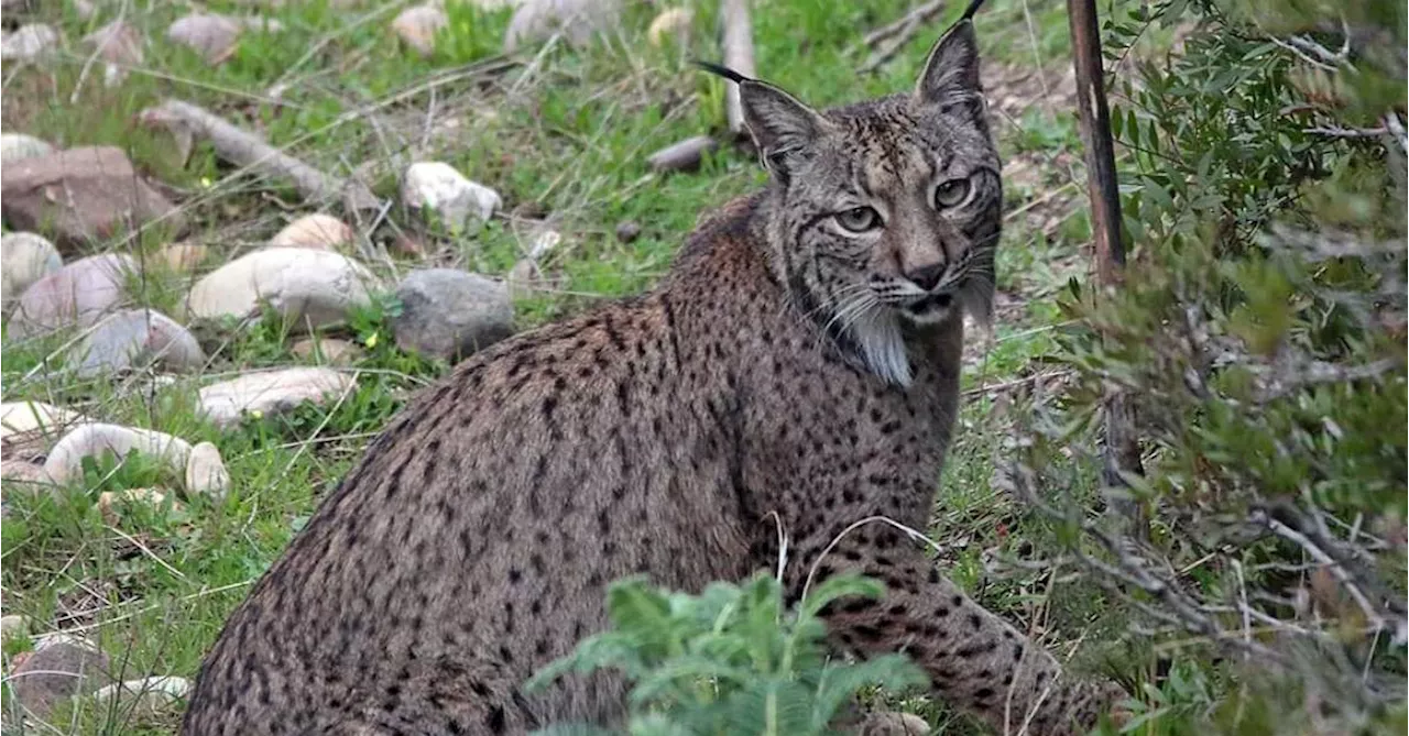 Como um felino raro deixou a lista de animais ameaçados de extinção