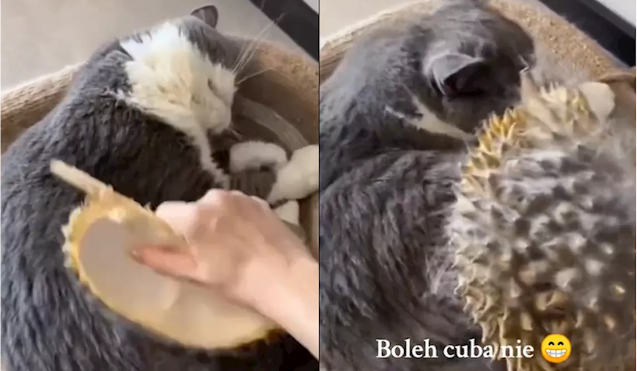 [Video] Ramai Geli Hati Tengok Gelagat Kucing Suka ‘Disikat’ Guna Kulit Durian