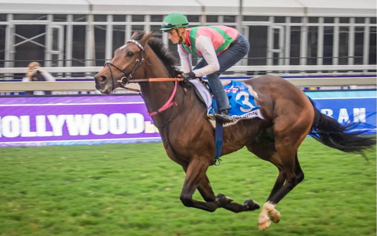 Hollywoodbets Durban July: Rachel Venniker to make history as first woman to ride in famous race