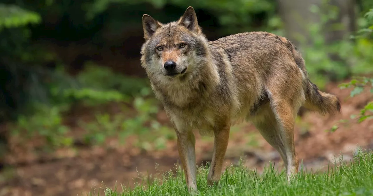 Rind in Almgebiet getötet: Wolf in Kirchdorf zum Abschuss freigegeben