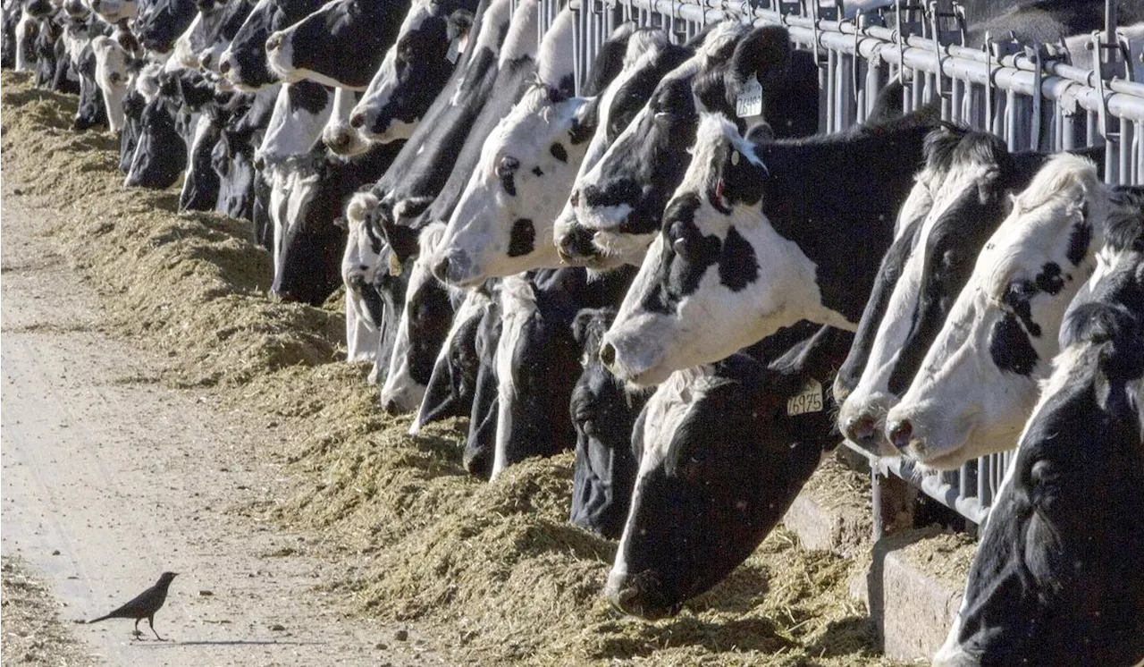 Fourth case of human catching bird flu from cattle reported in Colorado